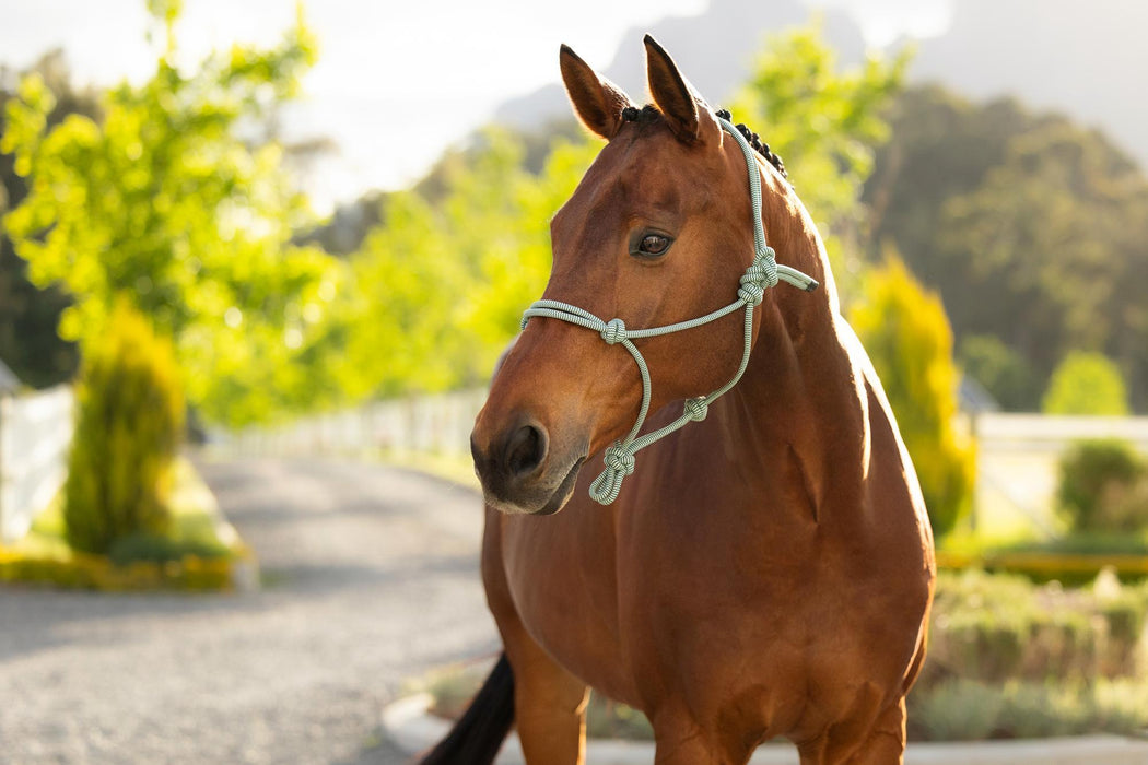 LeMieux Rope Halter Macaron