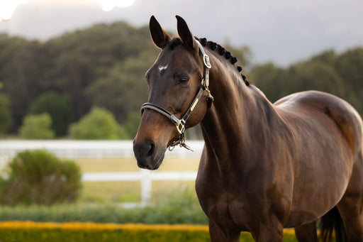 LeMieux Rope Control Headcollar Pecan