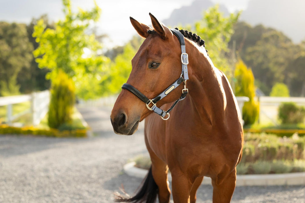 LeMieux Capella Head Collar Powder Blue