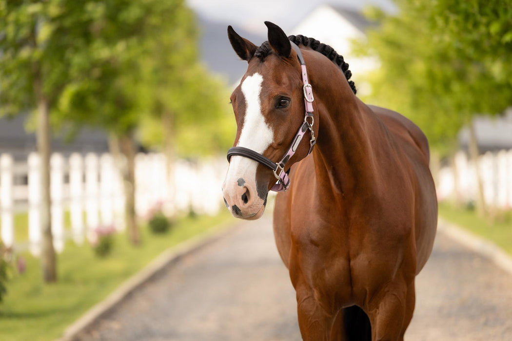 LeMieux Capella Head Collar Fondant