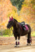 LeMieux Suede Close Contact Square Blackberry