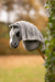 LeMieux Mini Hobby Horse Smokey