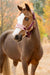 LeMieux Vogue Mini Headcollar & Leadrop Blackberry
