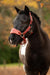 LeMieux Vogue Mini Headcollar & LeadRope Russet