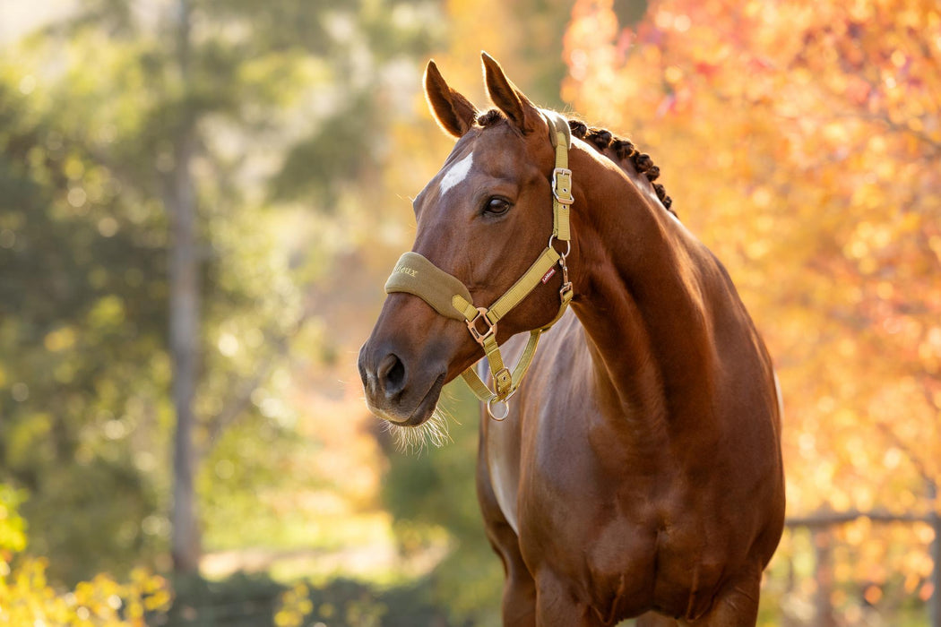 LeMieux Vogue Headcollar & LeadRope Gooseberry