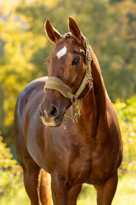 LeMieux Vogue Headcollar & LeadRope Gooseberry
