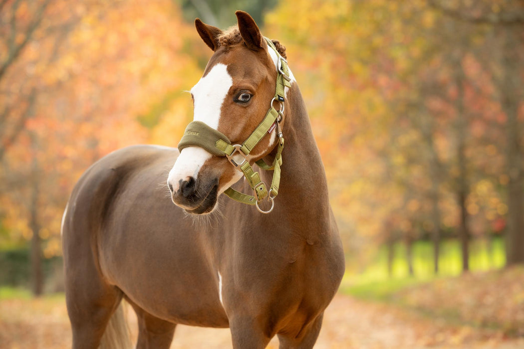 LeMieux Vogue Mini Headcollar & LeadRope Gooseberry
