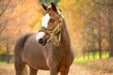 LeMieux Vogue Mini Headcollar & LeadRope Gooseberry