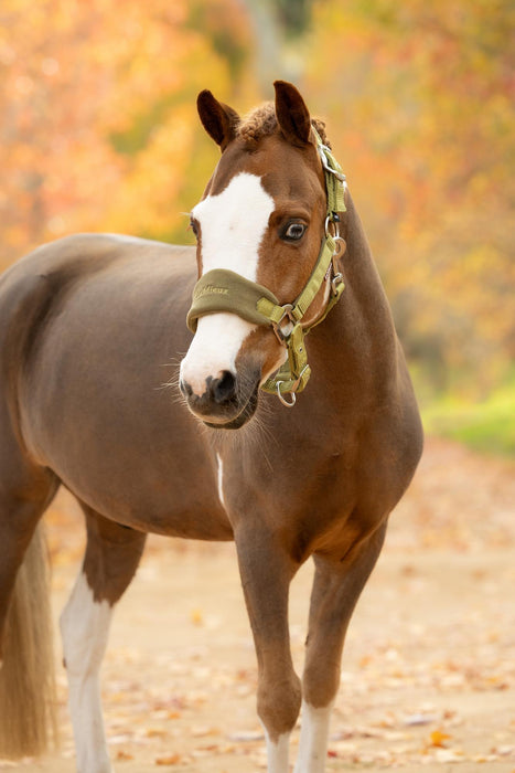 LeMieux Vogue Mini Headcollar & LeadRope Gooseberry