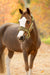 LeMieux Vogue Mini Headcollar & LeadRope Gooseberry