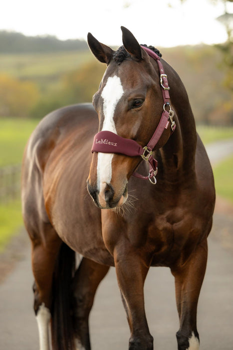 LeMieux Vogue Breakaway Headcollar & Leadrope Bramble