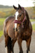 LeMieux Vogue Breakaway Headcollar & Leadrope Bramble