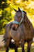 LeMieux Vogue Breakaway Headcollar & Leadrope Aloe