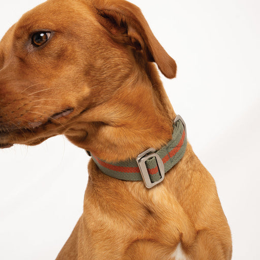 All-Terrain Collar Khaki & Chestnut