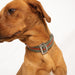 All-Terrain Collar Khaki & Chestnut