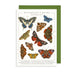 Art File Butterflies & Moths Card