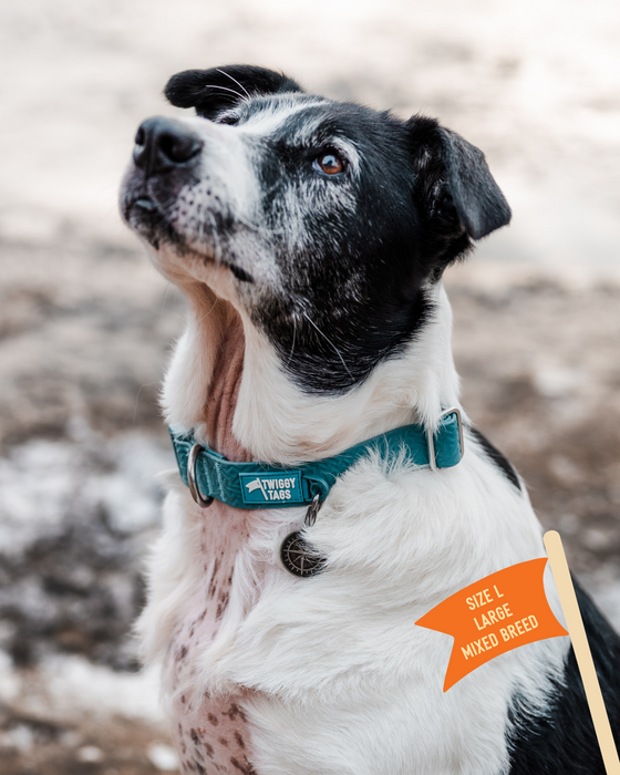 Twiggy Tags Tidal Waterproof Collar Azure