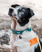 Twiggy Tags Tidal Waterproof Collar Azure