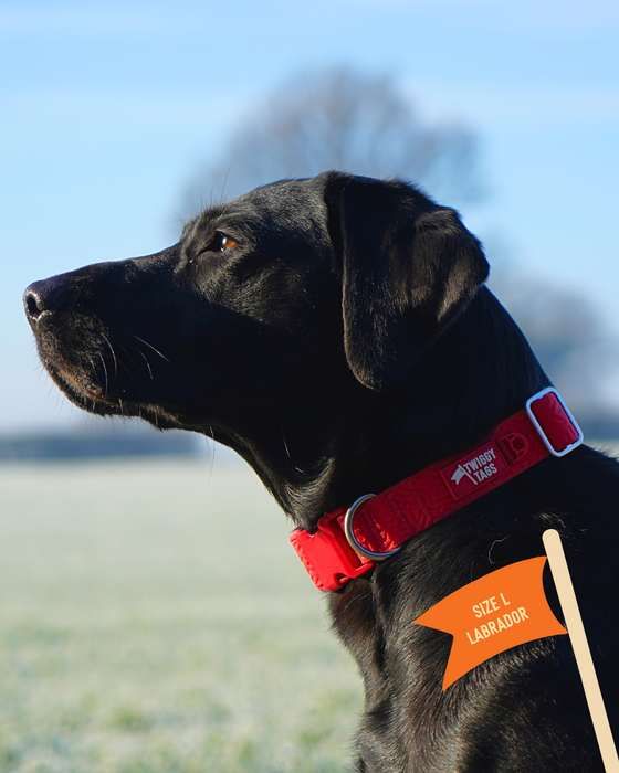 Twiggy Tags Tidal Waterproof Collar Fresia