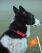 Twiggy Tags Tidal Waterproof Collar Fresia