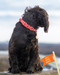Twiggy Tags Tidal Waterproof Collar Fresia