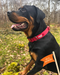 Twiggy Tags Tidal Waterproof Collar Fresia