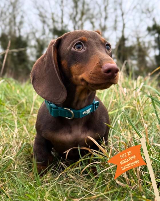 Twiggy Tags Tidal Waterproof Collar Azure