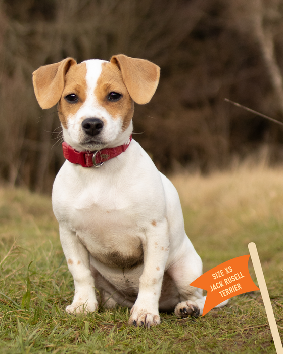 Twiggy Tags Tidal Waterproof Collar Fresia