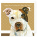 Little Dog Laughed Staffordshire Bull Terrier Dog Card
