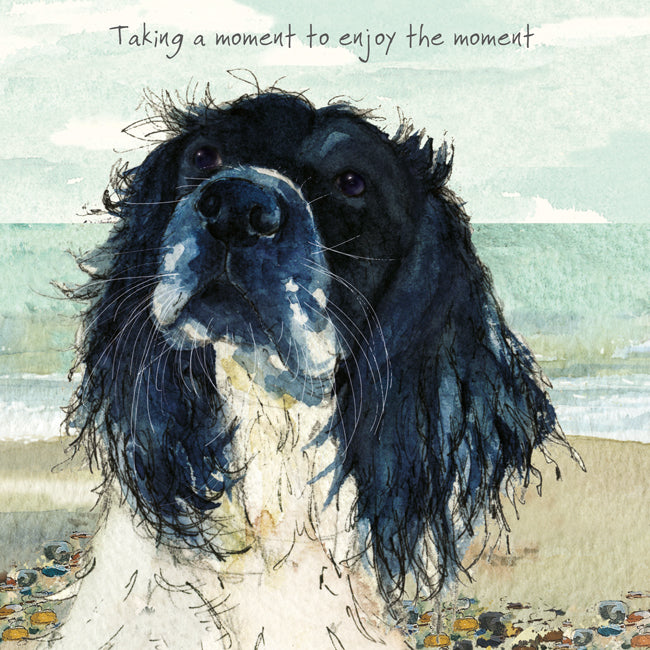 Little Dog Laughed  Springer Spaniel Card