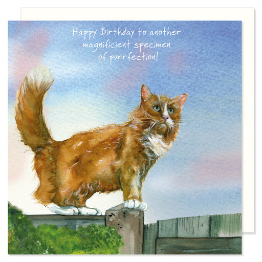 Little Dog Laughed Red Tabby Cat Card
