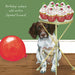 Little Dog Laughed Springer Spaniel Birthday Card