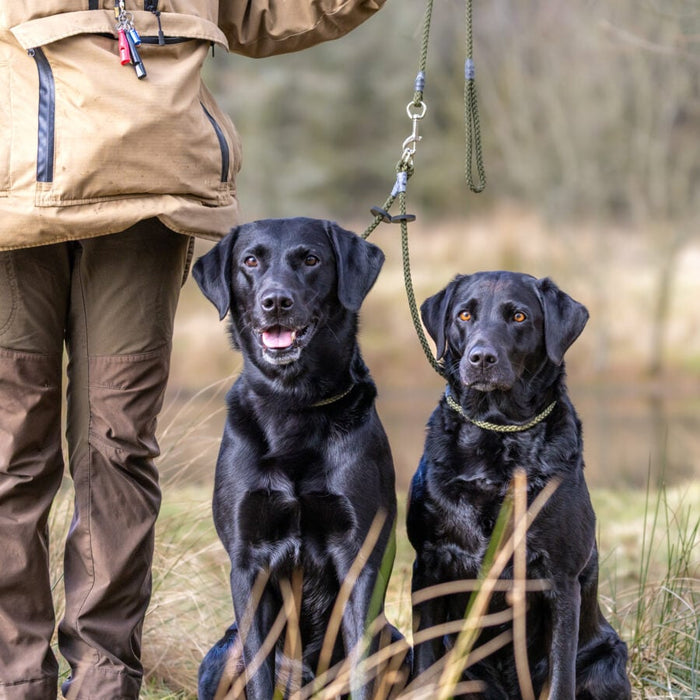 Sporting Saint Leather Brace Set 2 Dog Olive