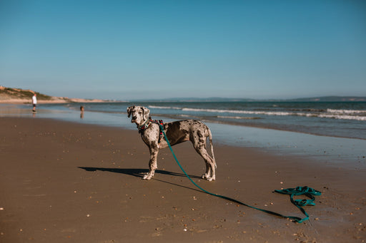 Twiggy Tags Tidal Waterproof Longline 5M Azure