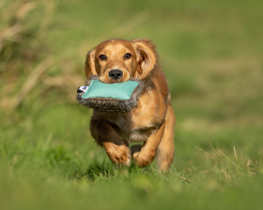 Sporting Saint Puppy Dual Dummy