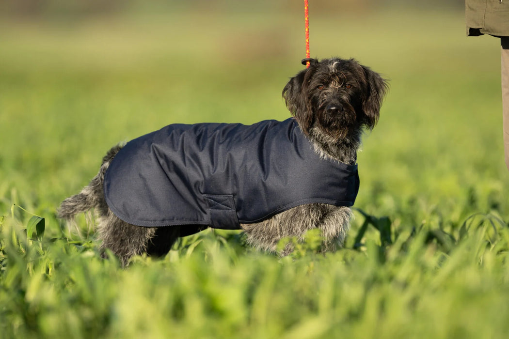 Sporting Saint Field Trial Dog Coat