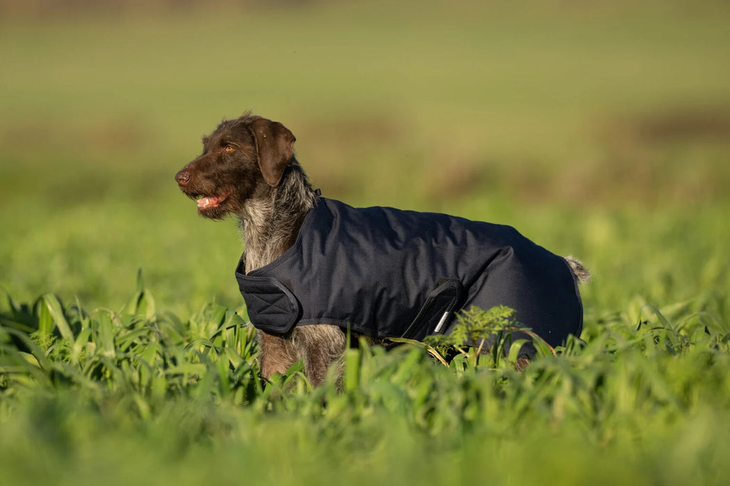 Sporting Saint Field Trial Dog Coat