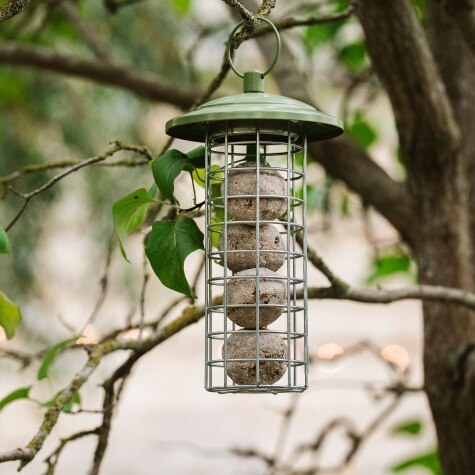 Peckish Canto Energy Ball Feeder