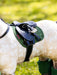 LeMieux Toy Pony Pad Hunter Green