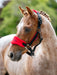 LeMieux Vogue Chilli Mini Headcollar & Leadrope