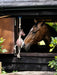 LeMieux Horse Toy Giraffe