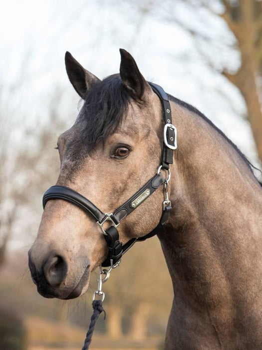 LeMieux Capella Headcollar Black
