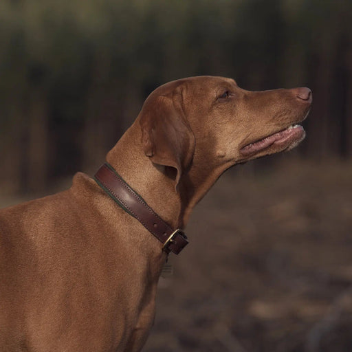 Morston Padded Leather Collar Olive