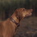 Morston Padded Leather Collar Olive