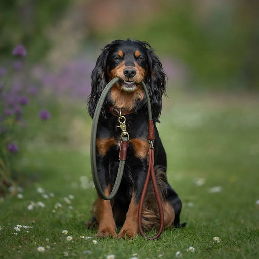 Morston Rolled Clip Lead Olive