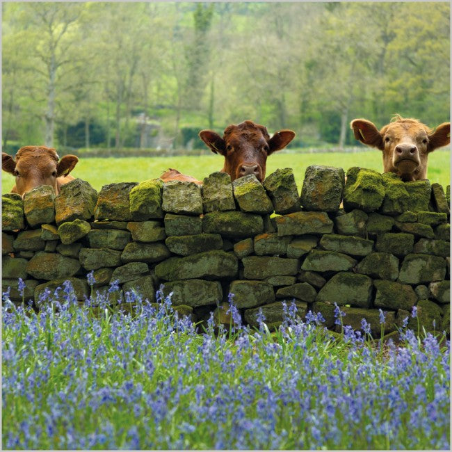 Cattle & Bluebells