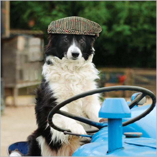 Border Collie Driving Card
