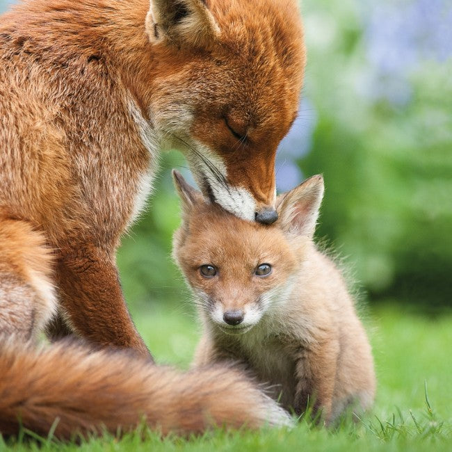 Fox & Cub