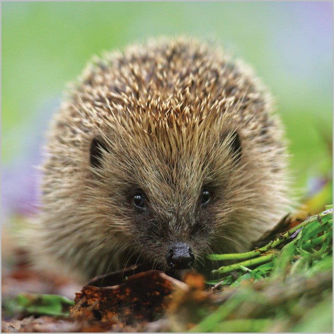 Hedgehog Card
