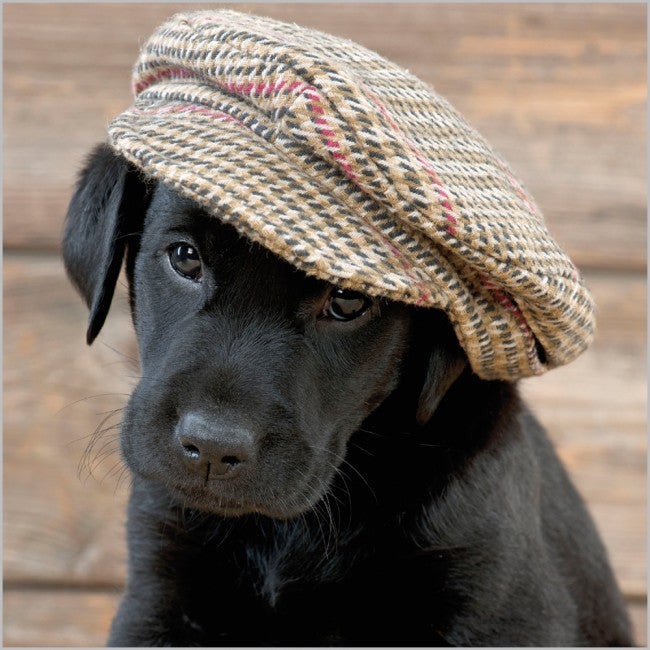 Labrador Puppy In A Cap Card